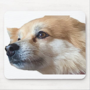 Spitz Hund Welpe Pommy Pommie Pet Mousepad