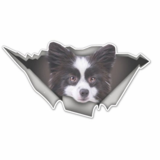 Spitz Hunde Hunde Aufkleber Spitz (Vorderseite)