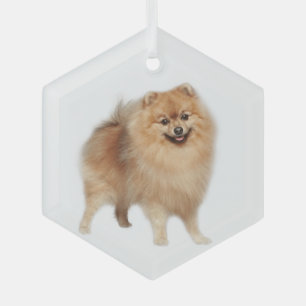 Spitz Hunde Tiergläser Ornament