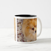 Spitz-Hundekaffee-Tasse Zweifarbige Tasse (VorderseiteRechts)
