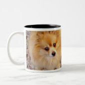 Spitz-Hundekaffee-Tasse Zweifarbige Tasse (Links)