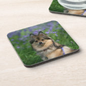 Spitz im Gras Getränkeuntersetzer (Linke Seite)