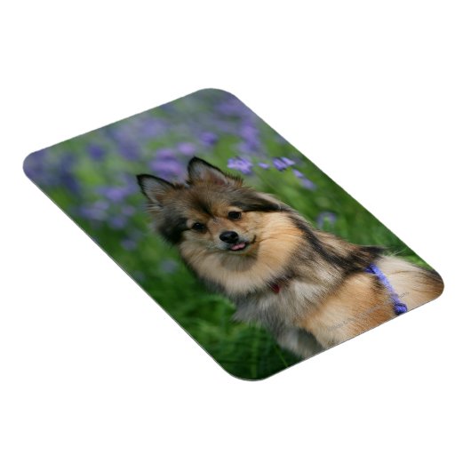 Spitz im Gras Magnet (Rechte Seite)