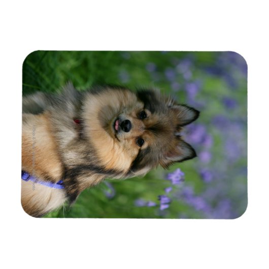 Spitz im Gras Magnet (Horizontal)