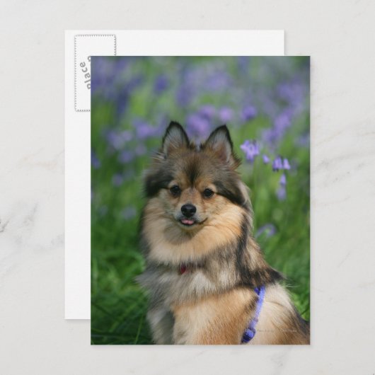 Spitz im Gras Postkarte (Vorne/Hinten)