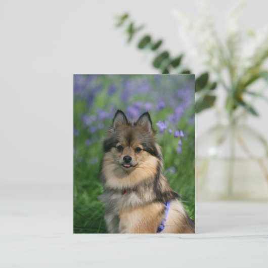 Spitz im Gras Postkarte (Stehend Vorderseite)