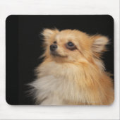 Spitz in Schwarz Mousepad (Vorne)