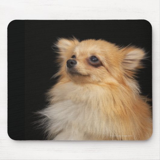 Spitz in Schwarz Mousepad (Vorne)