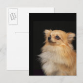 Spitz in Schwarz Postkarte (Vorne/Hinten)