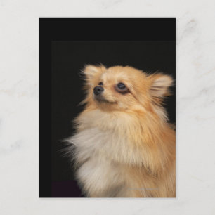 Spitz in Schwarz Postkarte
