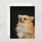 Spitz in Schwarz Postkarte (Vorne/Hinten)