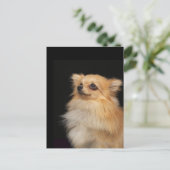 Spitz in Schwarz Postkarte (Stehend Vorderseite)