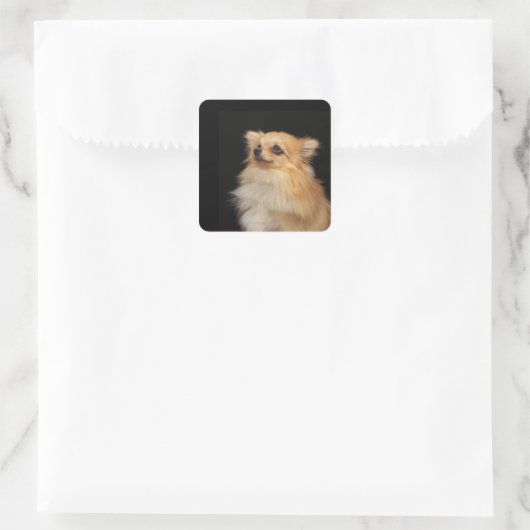 Spitz in Schwarz Quadratischer Aufkleber (Tasche)