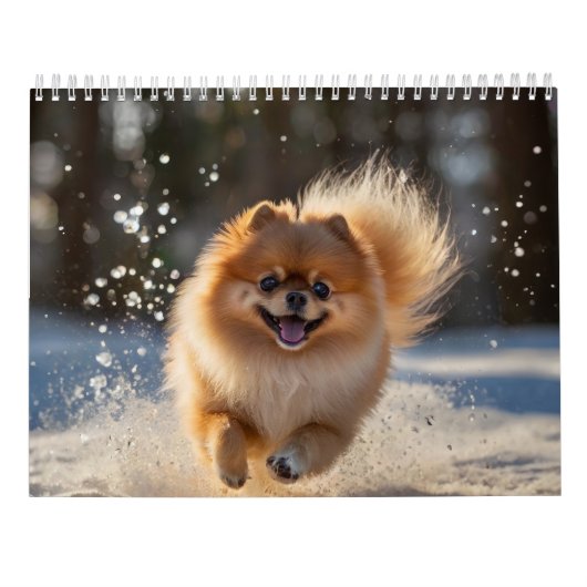 Spitz-Kalender 2025 Kalender (Rückseite)