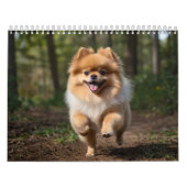 Spitz-Kalender 2025 Kalender (Titelbild)