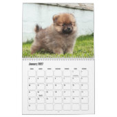 Spitz-Kalender Kalender (Jan 2027)