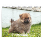 Spitz-Kalender Kalender (Titelbild)