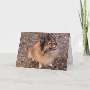 Spitz Karte