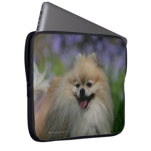 Spitz-Keuchen Laptopschutzhülle (Vorne Rechts)