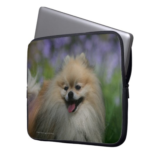 Spitz-Keuchen Laptopschutzhülle (Vorderseite Links)