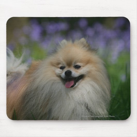 Spitz-Keuchen Mousepad (Vorne)
