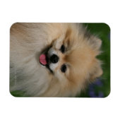 Spitz lächeln magnet (Horizontal)