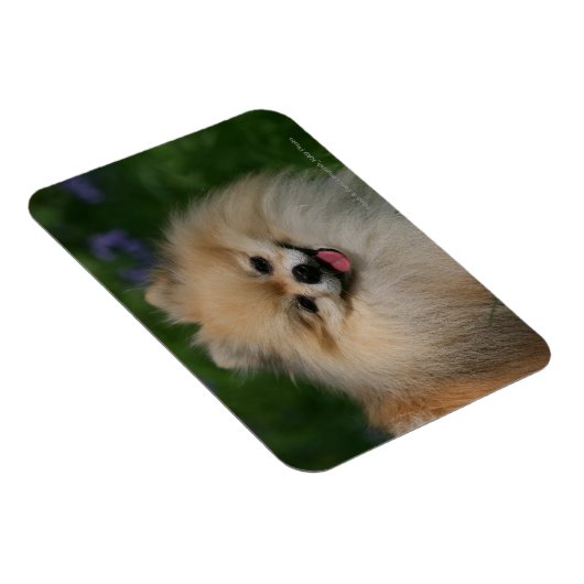 Spitz lächeln magnet (Rechte Seite)