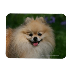 Spitz lächeln magnet
