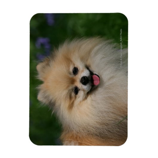 Spitz lächeln magnet (Vertikal)