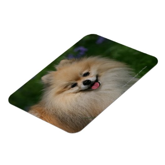 Spitz lächeln magnet (Linke Seite)