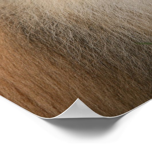 Spitz lächeln poster (Ecke)