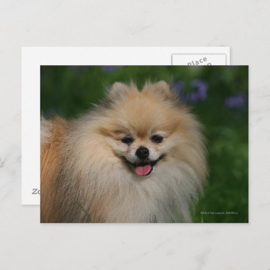 Spitz lächeln postkarte (Vorne/Hinten)