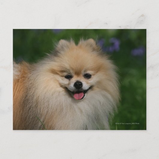 Spitz lächeln postkarte (Vorderseite)