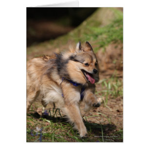 Spitz läuft mit Hartnäckigkeit auf