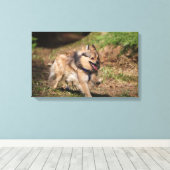 Spitz läuft mit Hartnäckigkeit auf Leinwanddruck (Insitu (Holzboden))