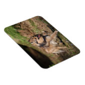 Spitz läuft mit Hartnäckigkeit auf Magnet (Rechte Seite)