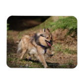 Spitz läuft mit Hartnäckigkeit auf Magnet (Horizontal)