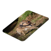 Spitz läuft mit Hartnäckigkeit auf Magnet (Linke Seite)