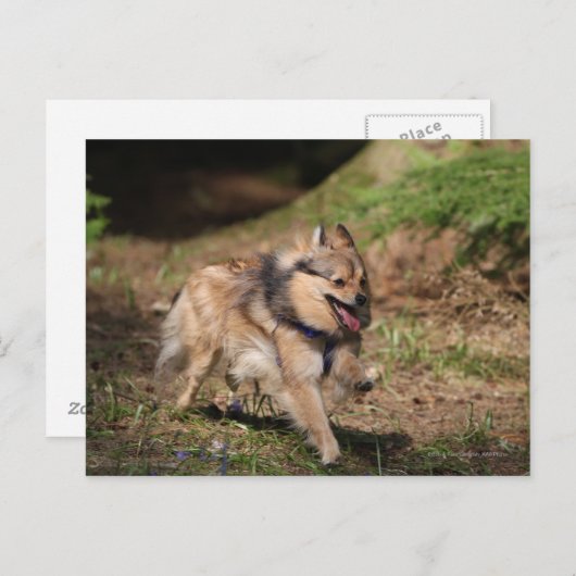 Spitz läuft mit Hartnäckigkeit auf Postkarte (Vorne/Hinten)