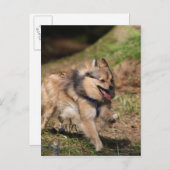 Spitz läuft mit Hartnäckigkeit auf Postkarte (Vorne/Hinten)
