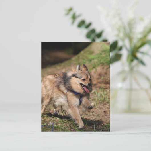 Spitz läuft mit Hartnäckigkeit auf Postkarte (Stehend Vorderseite)