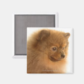 Spitz Magnet (Vorderseite/Rückseite)