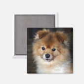 Spitz Magnet - "Baby" (Vorderseite/Rückseite)