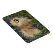 Spitz mit Blick auf die Kamera in den Bluebells Magnet (Rechte Seite)