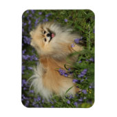 Spitz mit Blick auf die Kamera in den Bluebells Magnet (Vertikal)