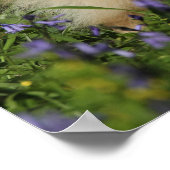 Spitz mit Blick auf die Kamera in den Bluebells Poster (Ecke)