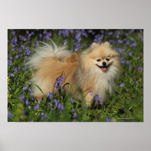 Spitz mit Blick auf die Kamera in den Bluebells Poster (Vorne)