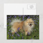 Spitz mit Blick auf die Kamera in den Bluebells Postkarte (Vorne/Hinten)