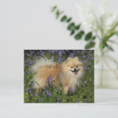 Spitz mit Blick auf die Kamera in den Bluebells Postkarte (Stehend Vorderseite)