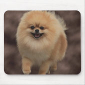 Spitz Mousepad (Vorne)